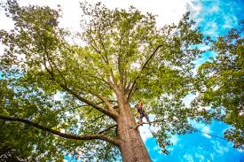 Best Utility Line Clearance  in Boise, ID